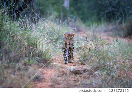 Male leopard walks towards camera along track Male leopard walks towards camera along track 128872155