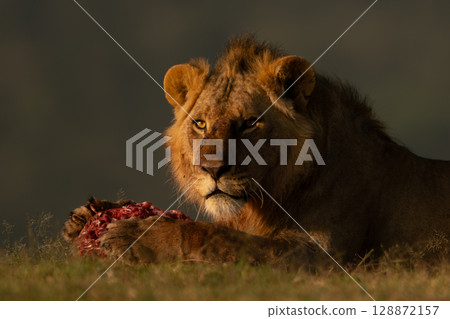 Male lion lies with meat on grass Male lion lies with meat on grass 128872157