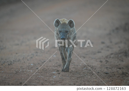 Spotted hyena walking along track toward camera 128872163