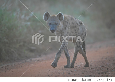 Spotted hyena walks along track past camera 128872164