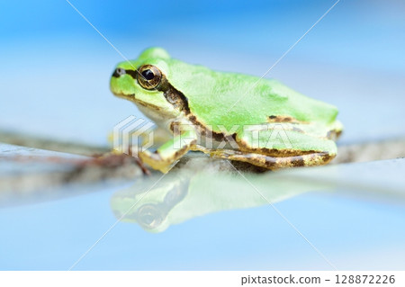 Blue sky and frog Blue sky and frog 128872226