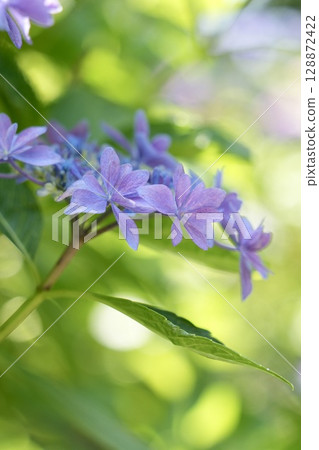 light purple hydrangea flower 128872422