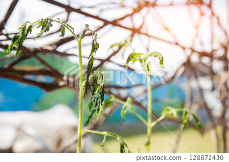 Frozen tomato plant before planting in the ground in spring, spring time 128872430