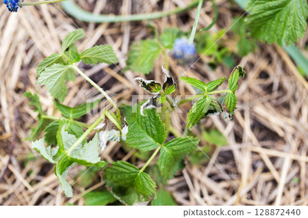 Frostbitten leaves and raspberry bushes spring, close-up Frostbitten leaves and raspberry bushes spring, close-up 128872440