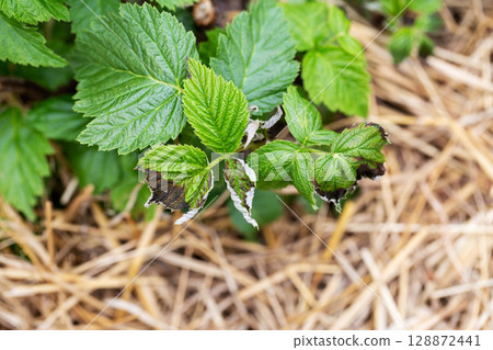Frostbitten leaves and raspberry bushes spring, close-up Frostbitten leaves and raspberry bushes spring, close-up 128872441