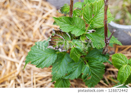 Frostbitten leaves and raspberry bushes spring, close-up Frostbitten leaves and raspberry bushes spring, close-up 128872442