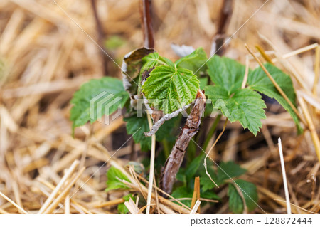 Frostbitten leaves and raspberry bushes spring, close-up Frostbitten leaves and raspberry bushes spring, close-up 128872444