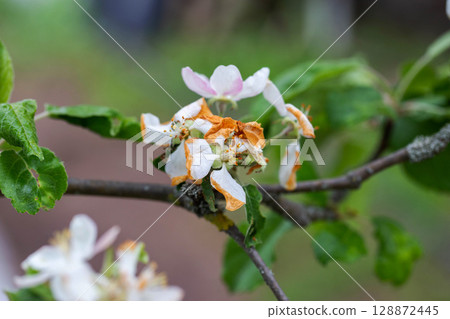 Dry and frostbitten apple tree flowers and leaves, close-up Dry and frostbitten apple tree flowers and leaves, close-up 128872445