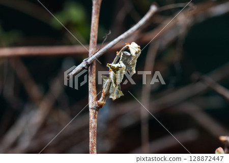 Dry leaves and branches of grapes frostbitten in spring, close-up 128872447
