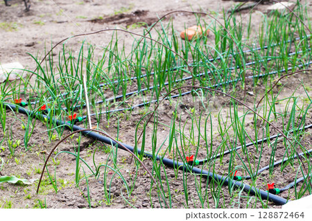 Drip irrigation at the dacha on a bed with onions, outdoor 128872464