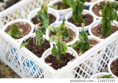 Frozen pepper seedlings in jars for planting in the ground. Frost in spring, close-up Frozen pepper seedlings in jars for planting in the ground. Frost in spring, close-up 128872543
