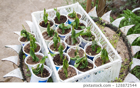 Frozen pepper seedlings in jars for planting in the ground. Frost in spring, close-up Frozen pepper seedlings in jars for planting in the ground. Frost in spring, close-up 128872544