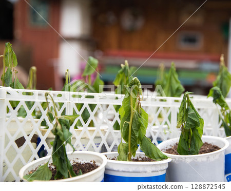 Frozen pepper seedlings in jars for planting in the ground. Frost in spring, close-up Frozen pepper seedlings in jars for planting in the ground. Frost in spring, close-up 128872545