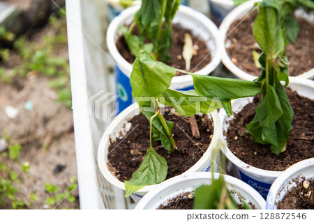 Frozen seedlings in cups for planting pepper plants. Frosts in spring, close-up Frozen seedlings in cups for planting pepper plants. Frosts in spring, close-up 128872546