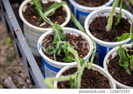 Frozen tomato plant before planting in the ground in spring, spring time 128872547