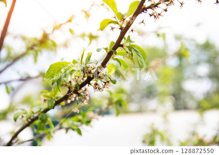 Frozen flowers of a fruit tree in spring. Frost in spring, damage to crops, copy space for text 128872550