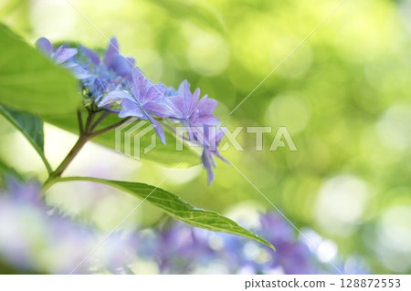 Pale purple hydrangea flowers bokeh background 128872553