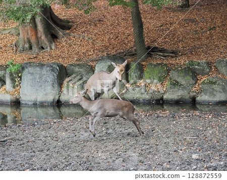 奈良公園的鹿和秋葉 128872559