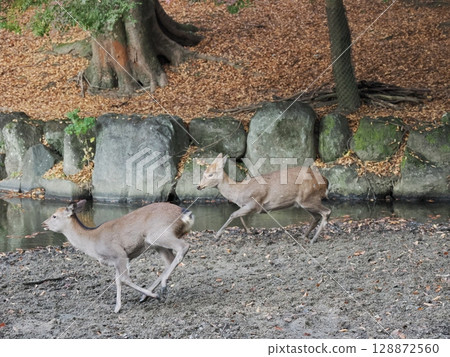 奈良公園的鹿和秋葉 128872560