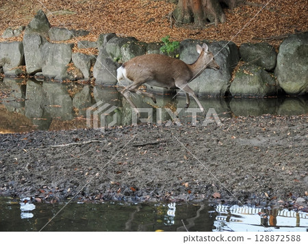 奈良公園的鹿和秋葉 128872588