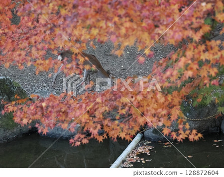 奈良公園的鹿和秋葉 128872604