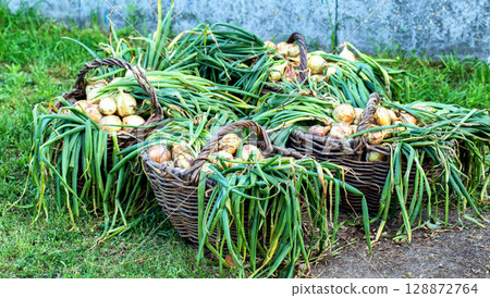 Onions in baskets at the dacha. Harvesting in autumn, close-up, background Onions in baskets at the dacha. Harvesting in autumn, close-up, background 128872764