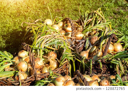 Summer cottage harvest of onions in baskets against the background of grass, close-up Summer cottage harvest of onions in baskets against the background of grass, close-up 128872765