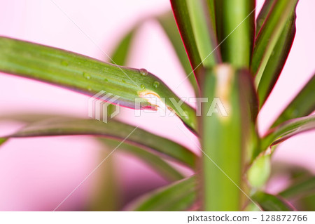 Dry spot on leaves of house plant. Plant disease, fungus, close-up Dry spot on leaves of house plant. Plant disease, fungus, close-up 128872766
