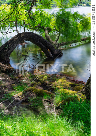 Lakeside view of Lake Tutira in Hawke's Bay, New Zealand Lakeside view of Lake Tutira in Hawke's Bay, New Zealand 128872831