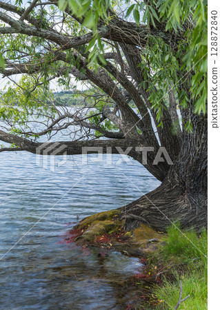 Lakeside view of Lake Tutira in Hawke's Bay, New Zealand Lakeside view of Lake Tutira in Hawke's Bay, New Zealand 128872840