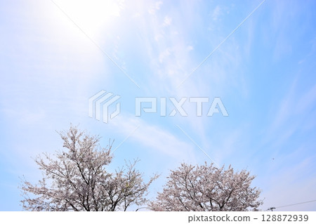 綻放在春天藍天上的櫻花 綻放在春天藍天上的櫻花 128872939