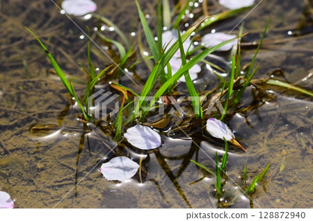 櫻花漂浮在水中 櫻花漂浮在水中 128872940