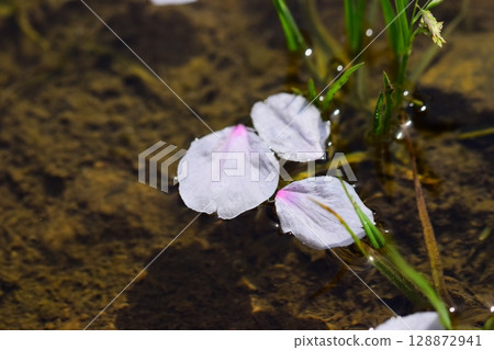 櫻花漂浮在水中 128872941