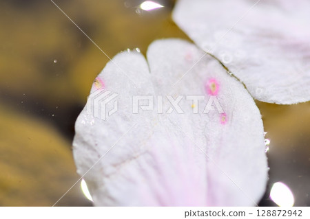 櫻花漂浮在水中 128872942
