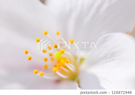 Cherry petals 128872946