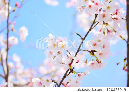 採取春天陽光的佐倉 128872949