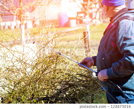 A retired man treats trees and bushes with an electric sprayer against pests and diseases in the spring, background. Copy space for text 128873016