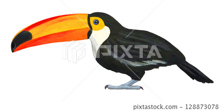 Illustration of toco toucan Illustration of toco toucan 128873078