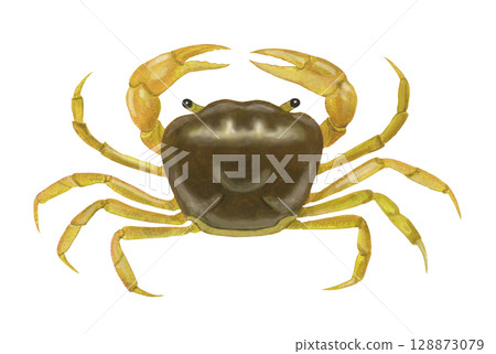 Crab illustration - 1 128873079
