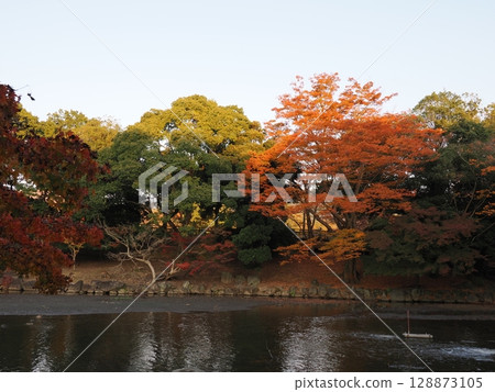 Nara Park of autumn leaves 128873105