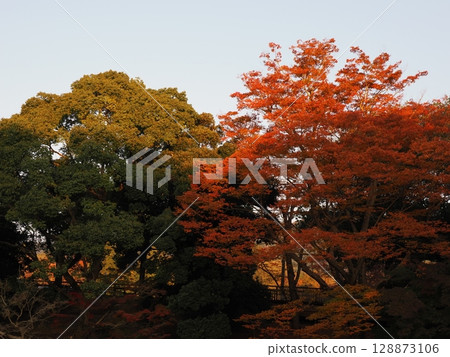 Nara Park of autumn leaves 128873106