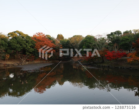 Nara Park of autumn leaves 128873116