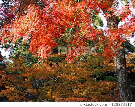 Nara Park of autumn leaves 128873117