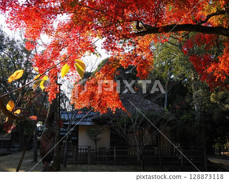 Nara Park of autumn leaves 128873118