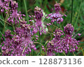Purple keeled garlic flowers in close up 128873136