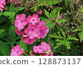 Pink phlox flower spike in close up 128873137