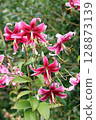 Pink lily flowers in close up 128873139