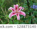 Pink lily flower in close up 128873140