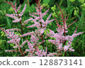 Pink Astilbe flowers in close up 128873141