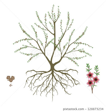 Manuka bush with fruits and flowering branch on white background.. 128873234